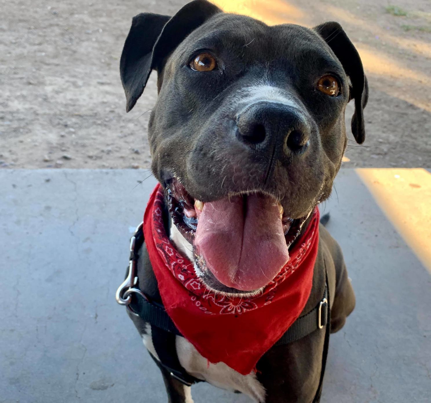Adopt a friend: Lacey